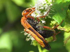 Hemipepsis mauritanica