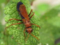 Hemipepsis mauritanica