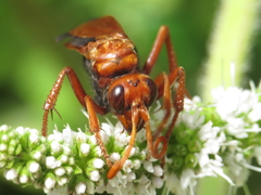 Hemipepsis mauritanica
