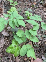 Aegopodium podagraria