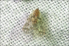 Saccharodite chrysonoe