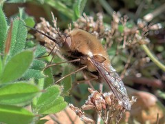 Bombylius discolor