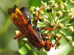 Hemipepsis mauritanica