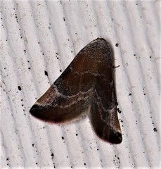 Mataeomera mesotaenia