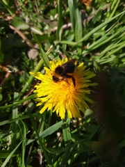 Bombus