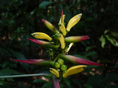 Heliconia subulata