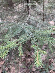 Picea abies