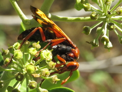 Hemipepsis mauritanica