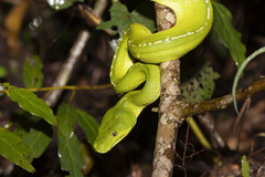 Morelia viridis