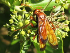 Hemipepsis mauritanica