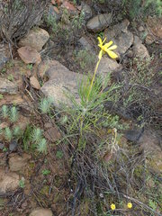 Euryops speciosissimus