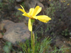 Euryops speciosissimus