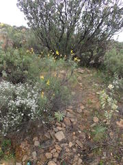 Euryops speciosissimus