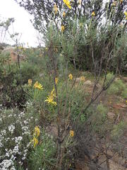 Euryops speciosissimus