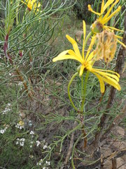 Euryops speciosissimus