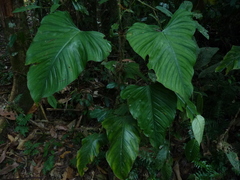 Philodendron ernestii