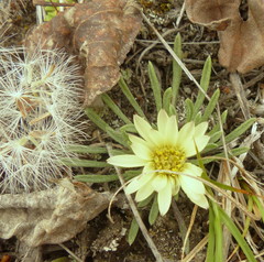 Townsendia hookeri