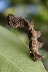 Eucyclodes metaspila