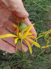 Euryops speciosissimus