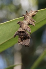 Eucyclodes metaspila