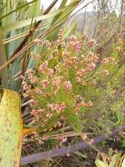 Ericeae