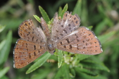Zabuella tinea