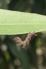 Eucyclodes metaspila