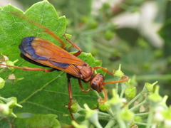 Hemipepsis mauritanica