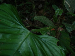 Philodendron ernestii