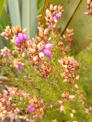 Ericeae