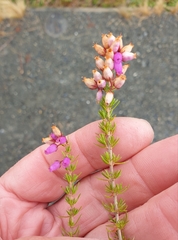 Ericeae