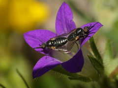 Campanula delicatula