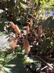 Equisetum arvense