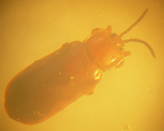 Cephaloleia erichsonii