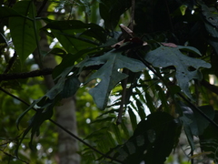 Anthurium clavigerum