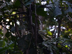 Anthurium clavigerum