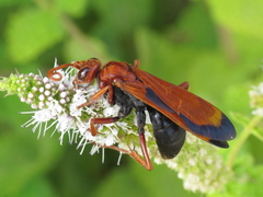 Hemipepsis mauritanica