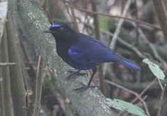 Myophonus horsfieldii