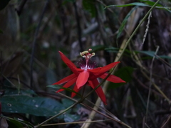 Coccinea