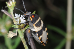 Largus fasciatus