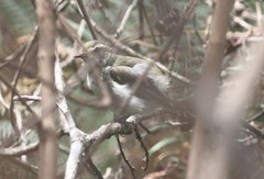 Phylloscopus magnirostris