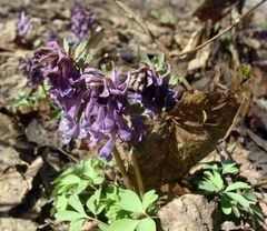 Corydalis solida
