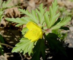 Anemonoides ranunculoides
