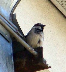Passer domesticus
