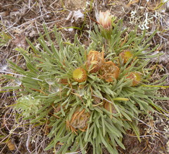 Townsendia hookeri