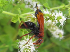 Hemipepsis mauritanica
