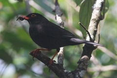 Turdus simillimus