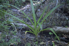 Crinum pedunculatum