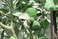 Citrus × limon