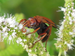 Hemipepsis mauritanica
